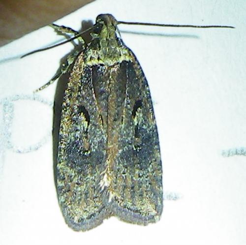 Agonopterix conterminella